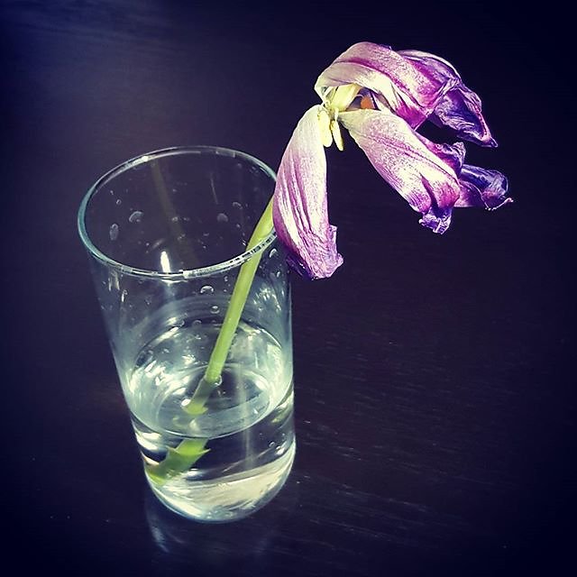 #Pretty #dead #tulip #flower #photooftheday #photography #photo