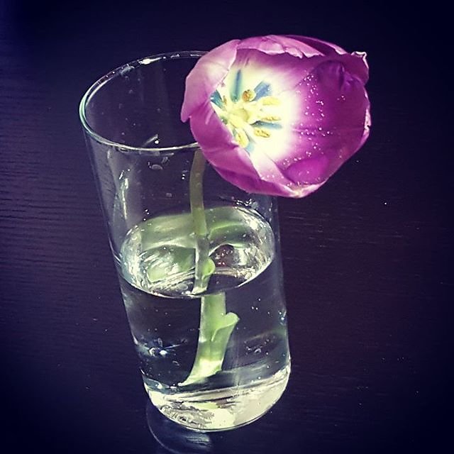 #Pretty #tulip #flower #photooftheday #photography #photo