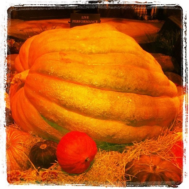 Instagram photos by Wayne Wallace