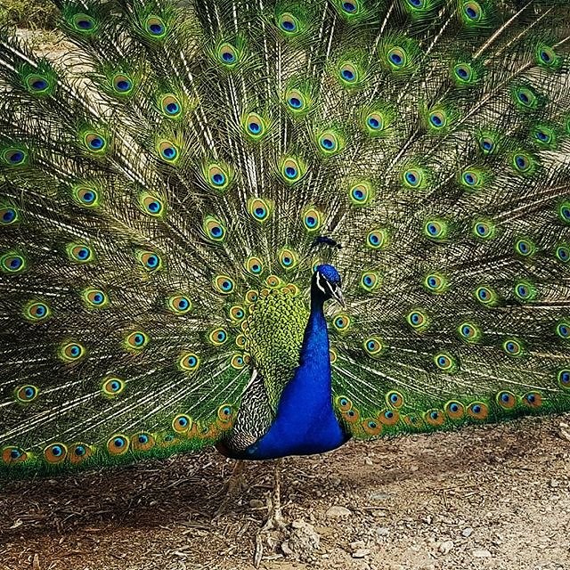 Instagram photos by Wayne Wallace