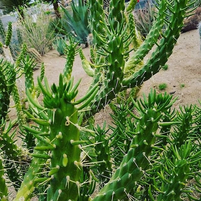Instagram photos by Wayne Wallace
