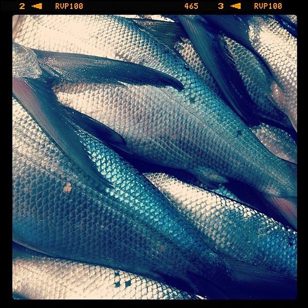 Instagram photos by Wayne Wallace