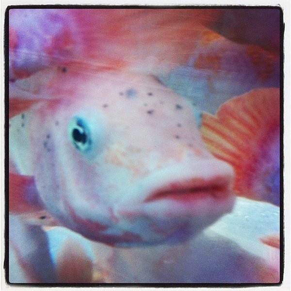 Instagram photos by Wayne Wallace