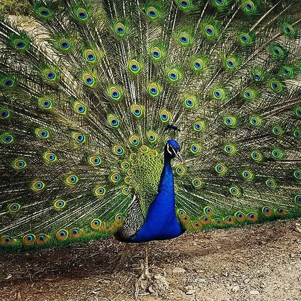 Instagram photos by Wayne Wallace