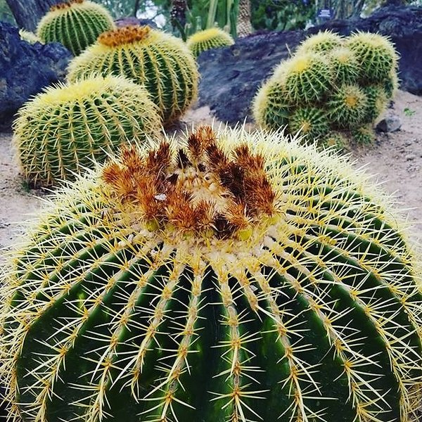 Instagram photos by Wayne Wallace